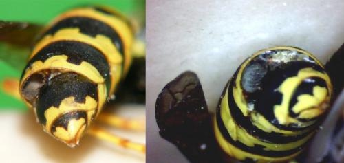 Réf. 246 176 : Polistes dominula